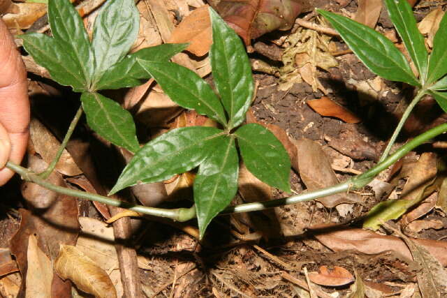 Image of Syngonium