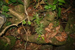 Image of Syngonium