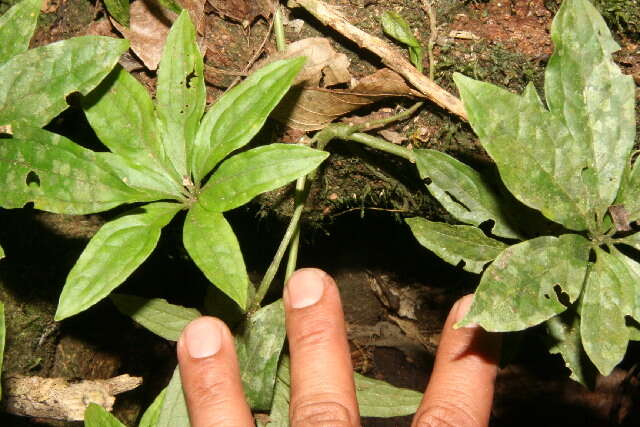 Image of Syngonium