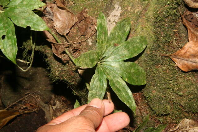 Image of Syngonium