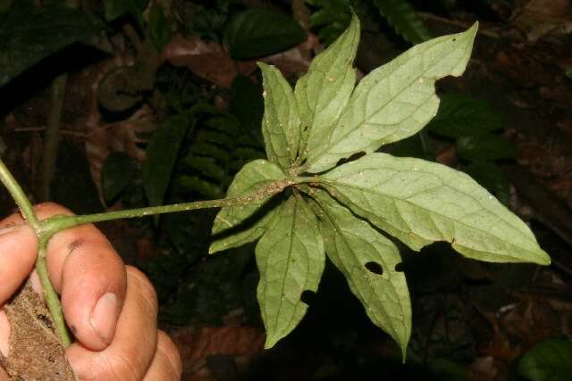 Image of Syngonium