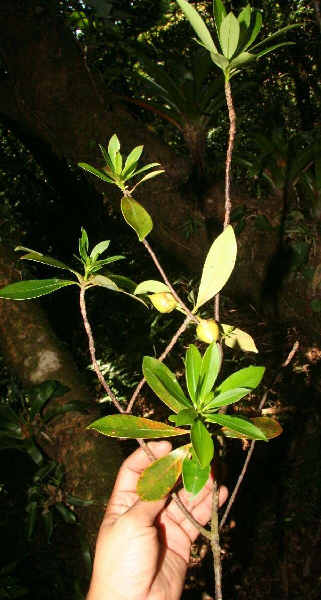 Image of Ternstroemia tepezapote Schltdl. & Cham.