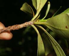 Image of Ternstroemia tepezapote Schltdl. & Cham.