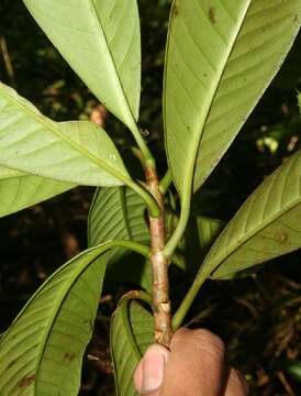 Image of Chrysochlamys glauca (Oerst.) Hemsl.