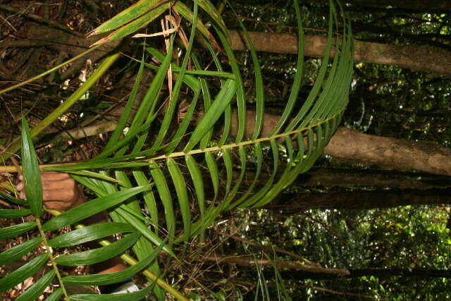 Image of Arecaceae