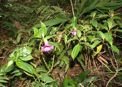 Image of Symbolanthus calygonus (Ruiz & Pav.) Griseb.