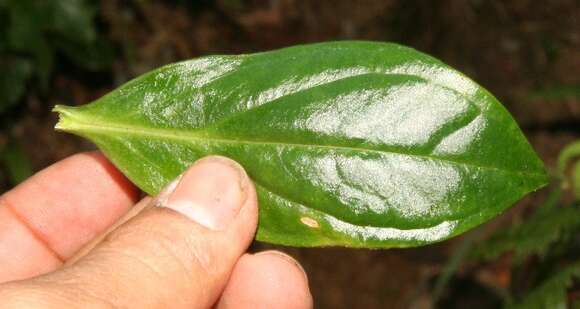 Image of Symbolanthus calygonus (Ruiz & Pav.) Griseb.