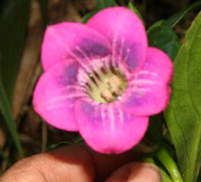 Image of Symbolanthus calygonus (Ruiz & Pav.) Griseb.