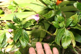Image of Symbolanthus calygonus (Ruiz & Pav.) Griseb.