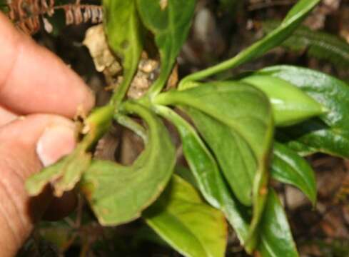 Image of Symbolanthus calygonus (Ruiz & Pav.) Griseb.