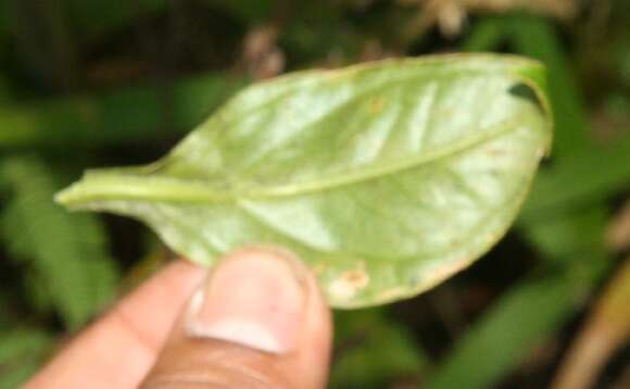 Image of Symbolanthus calygonus (Ruiz & Pav.) Griseb.