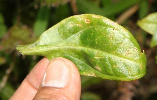 Image of Symbolanthus calygonus (Ruiz & Pav.) Griseb.