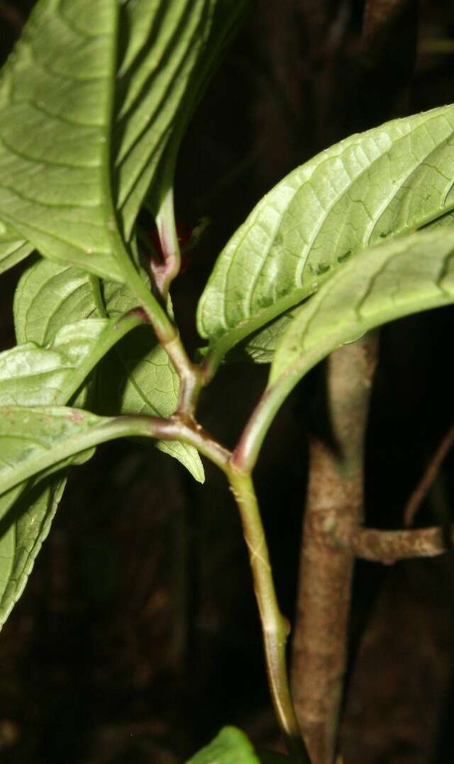 Image of Centropogon solanifolius Benth.