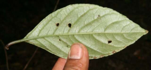 Image of Centropogon solanifolius Benth.