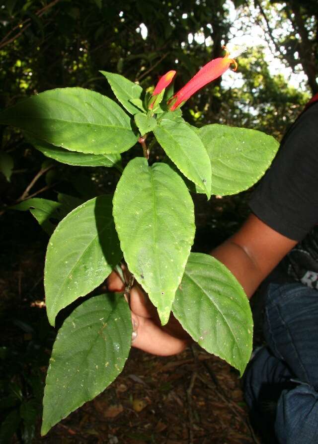 Image of Centropogon solanifolius Benth.