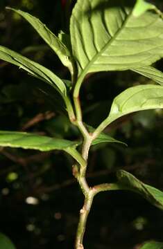 Centropogon solanifolius Benth. resmi