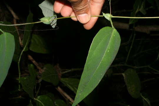 Image of Passiflora oerstedii Mast.