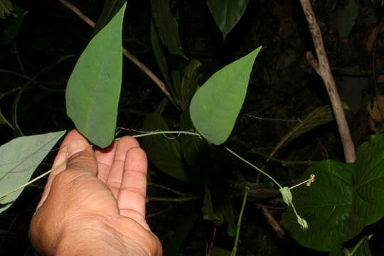 Image of Passiflora oerstedii Mast.