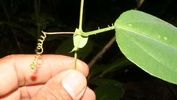 Image of Passiflora oerstedii Mast.