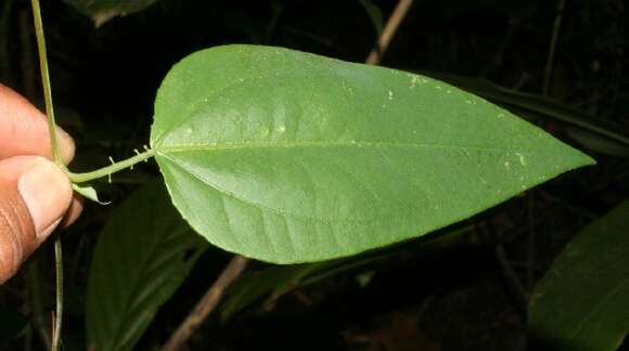 Image of Passiflora oerstedii Mast.