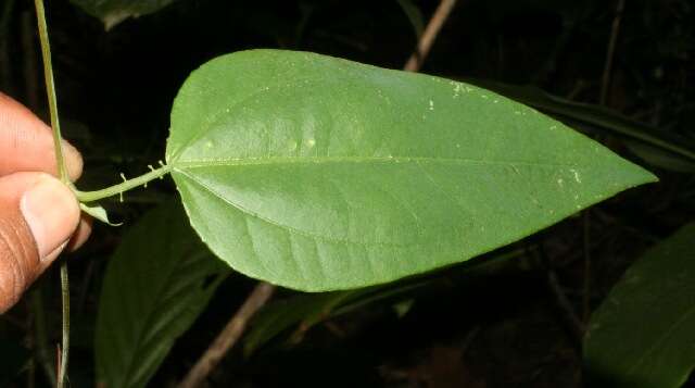 Слика од Passiflora oerstedii Mast.