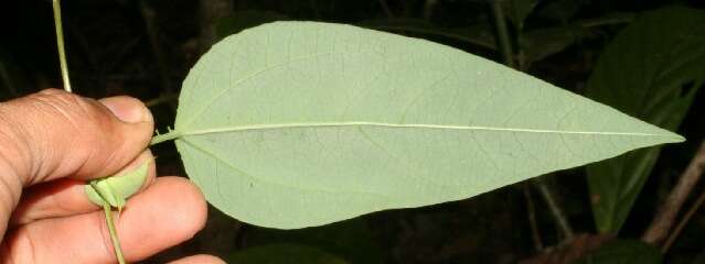 Слика од Passiflora oerstedii Mast.