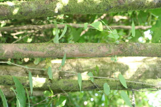 Image of Passiflora oerstedii Mast.