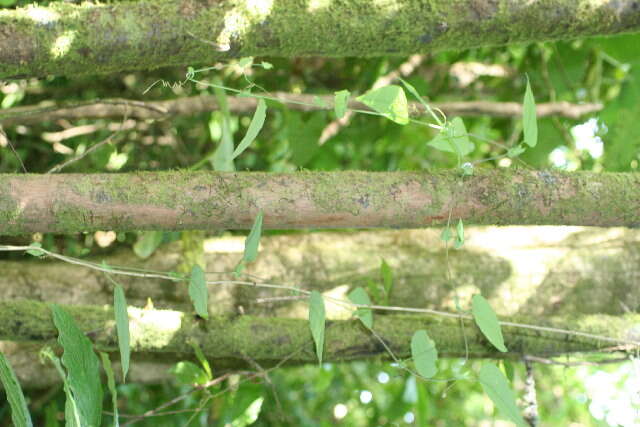 Imagem de Passiflora oerstedii Mast.