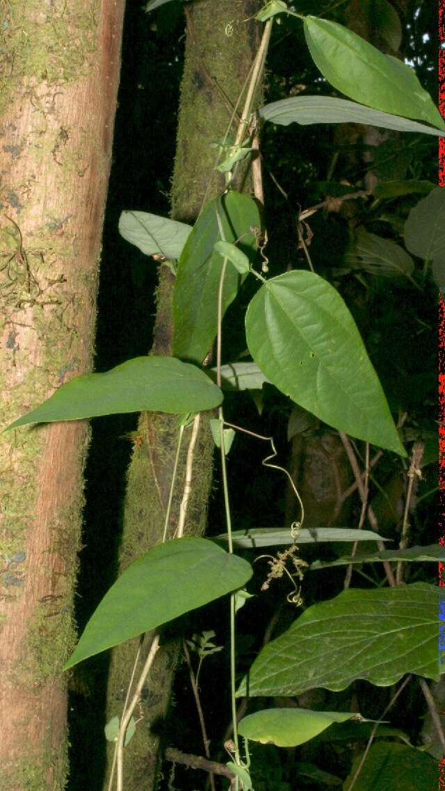 Imagem de Passiflora oerstedii Mast.