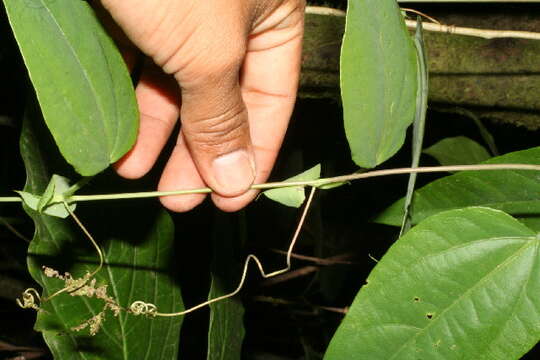 Слика од Passiflora oerstedii Mast.