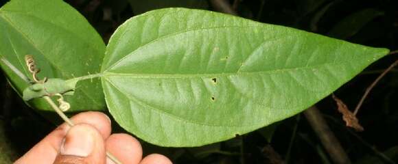 Image of Passiflora oerstedii Mast.