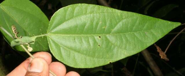 Слика од Passiflora oerstedii Mast.