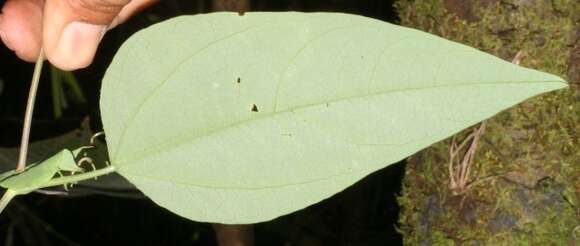 Image of Passiflora oerstedii Mast.