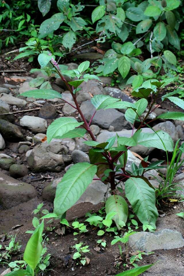 Image of tropical pokeweed