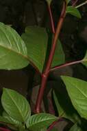 Image of tropical pokeweed