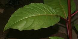 Image of tropical pokeweed