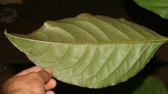 Image of tropical pokeweed