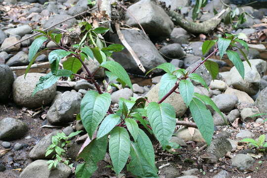 Image of tropical pokeweed