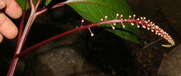 Image of tropical pokeweed