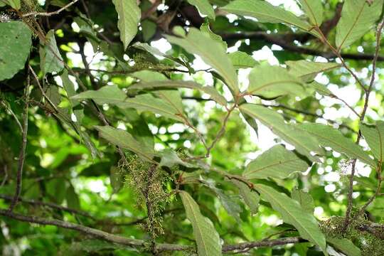 Image of Stenanona costaricensis R. E. Fr.