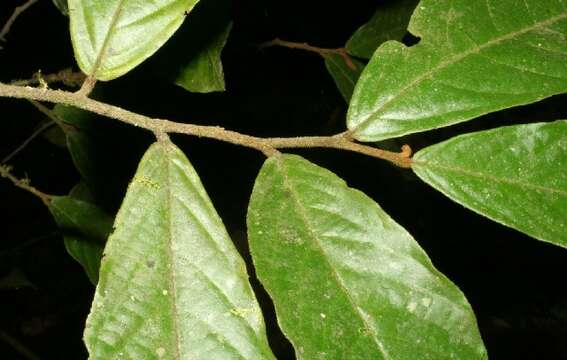 Image of Stenanona costaricensis R. E. Fr.