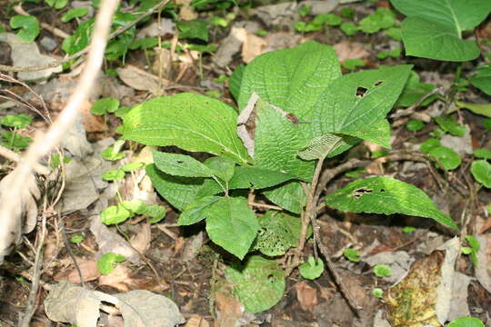 Слика од Piper imperiale (Miq.) C. DC.