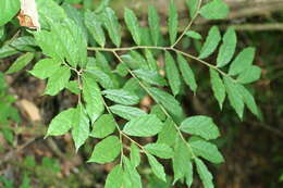 Image of Mortoniodendron costaricense Standl. & L. O. Williams