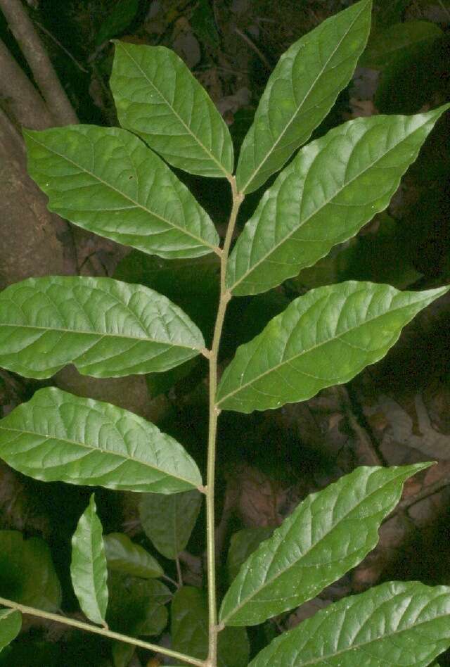 Image of Mortoniodendron costaricense Standl. & L. O. Williams