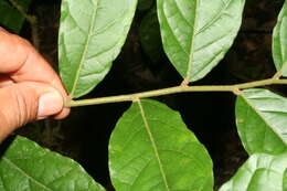 Image of Mortoniodendron costaricense Standl. & L. O. Williams