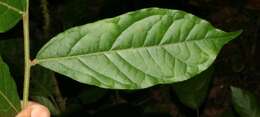 Image of Mortoniodendron costaricense Standl. & L. O. Williams