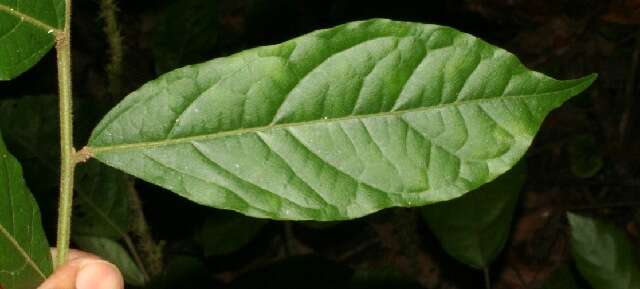 Image of Mortoniodendron costaricense Standl. & L. O. Williams