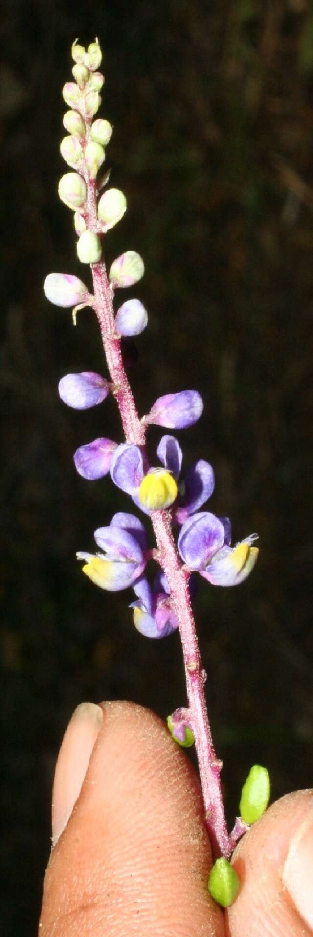 Image of Monnina xalapensis Kunth