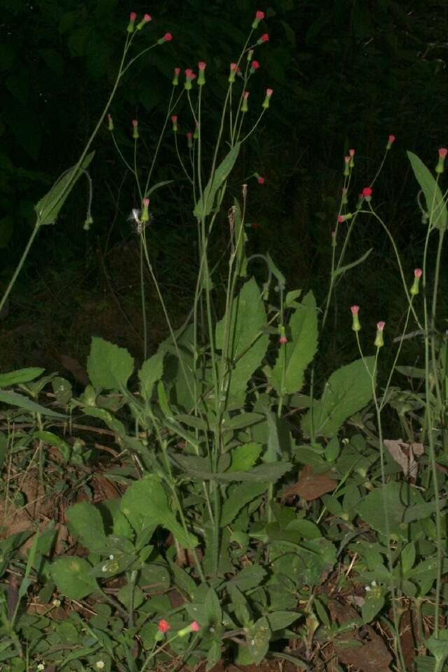 Image of Florida tasselflower