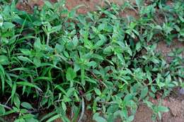 Image of rough Mexican clover